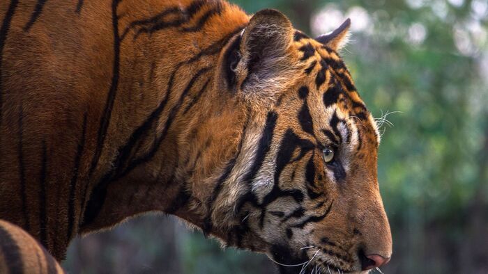 Megvadult tigris támadt a férfire